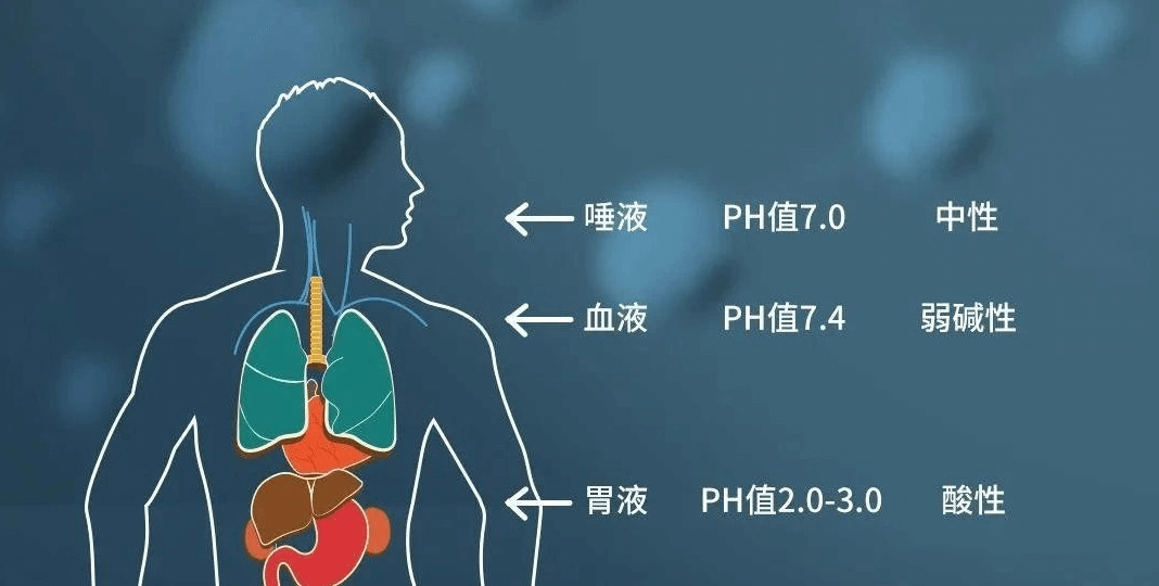 人體PH值.png 人體PH值.png